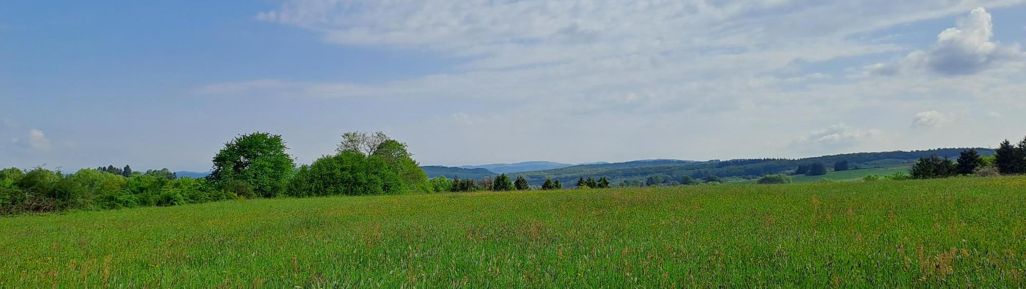 Man sieht einen Himmel mit Schleierwolken und eine grüne Wiese mit Hügeln im Hintergrund